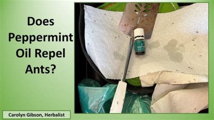 Does peppermint oil repel fleas