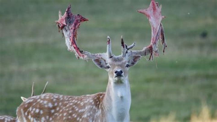 Does shedding velvet hurt deer