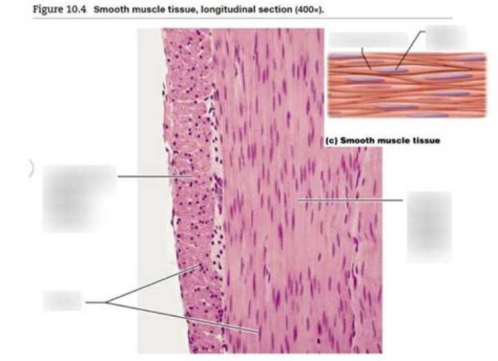 Does smooth muscle have one or multiple nuclei