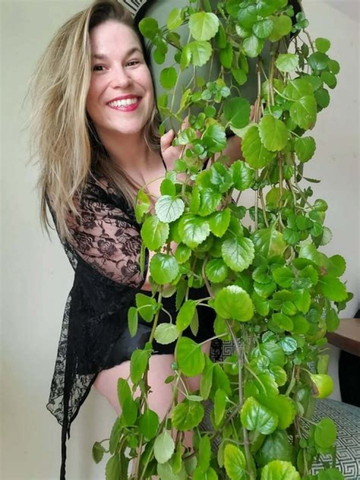 Does Swedish ivy need sun