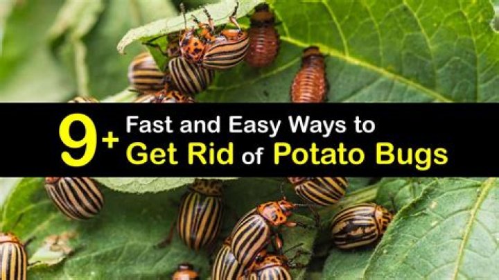Does tempo kill potato bugs