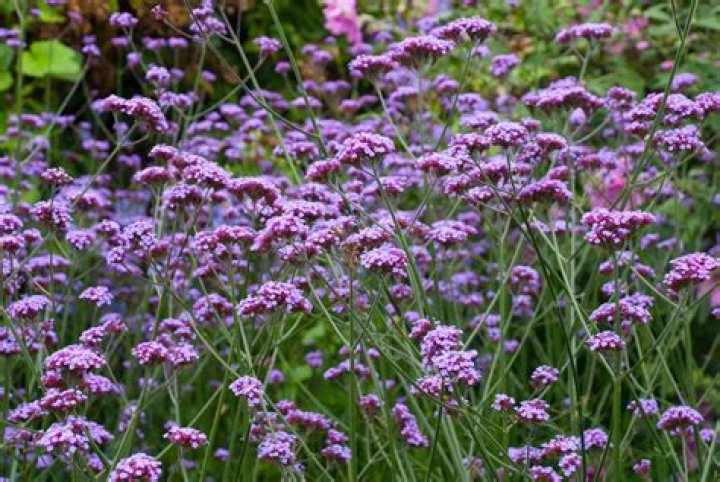 Does Verbena bonariensis flower in first year