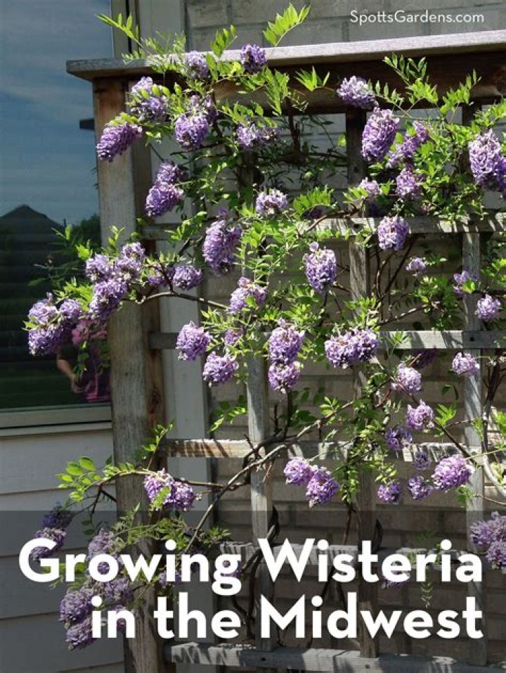 Does wisteria grow well in Texas