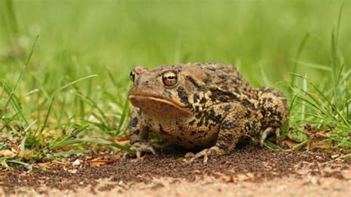 ¿Dónde viven los sapos