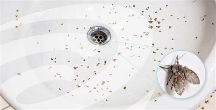 Drain gnats - How To Discuss
