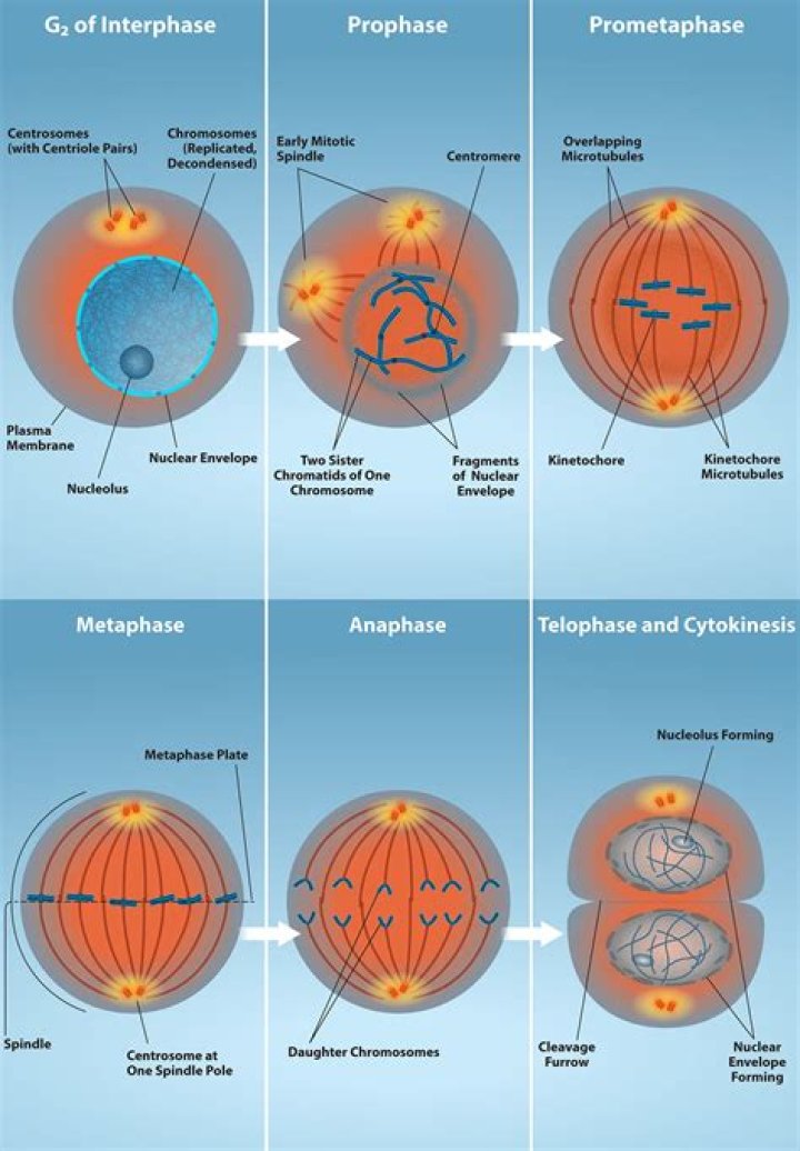 During which phase of mitosis do nuclear membranes reform around the separated copies of DNA