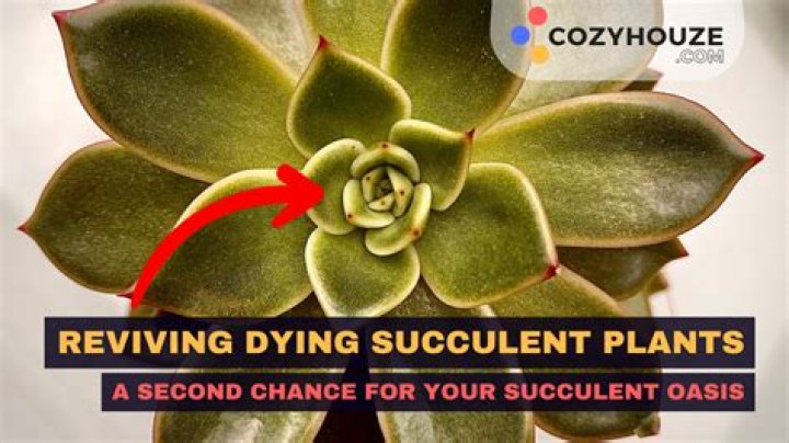 Dying succulent - How To Discuss