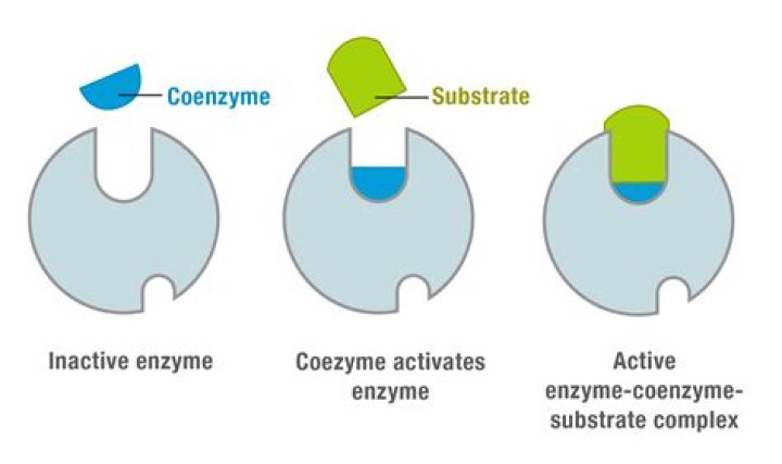 Enzymes - How To Discuss