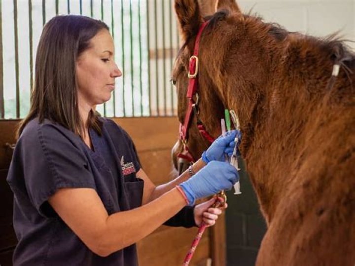 Equine veterinarian - How To Discuss