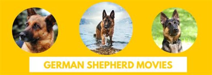 German Shepherd Movies - How To Discuss