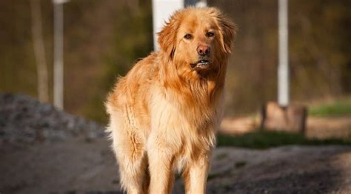 Great Dane Golden Retriever Mix