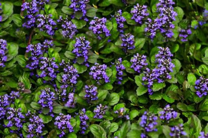 Ground cover with purple flowers