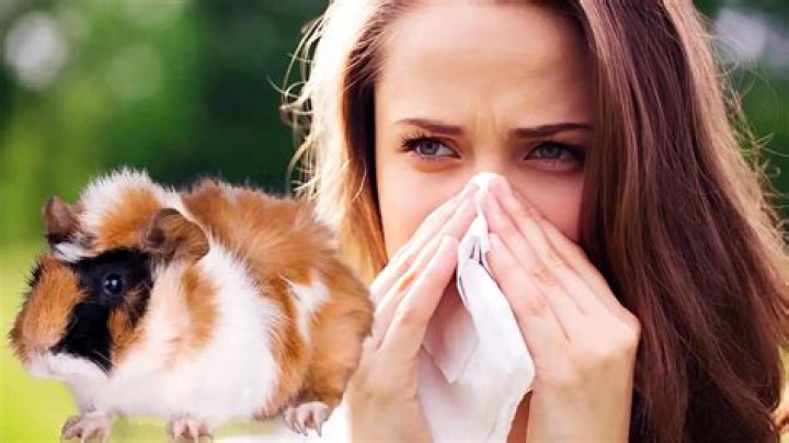 Guinea pig allergies - How To Discuss
