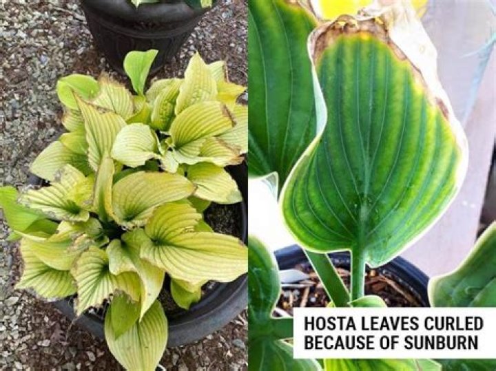 Hosta Leaves Curling - How To Discuss