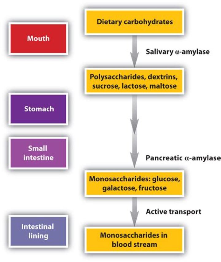 How are carbohydrates digested in the mouth