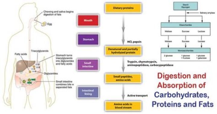 How are carbohydrates proteins and fats digested in small intestine