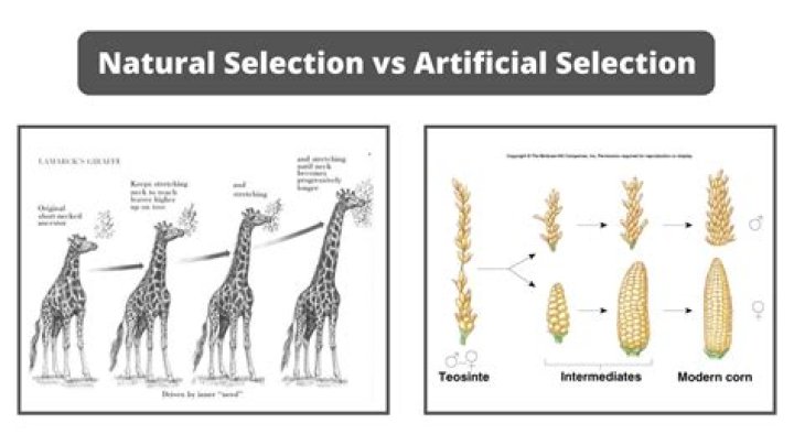How are natural selection and artificial selection similar How are they different