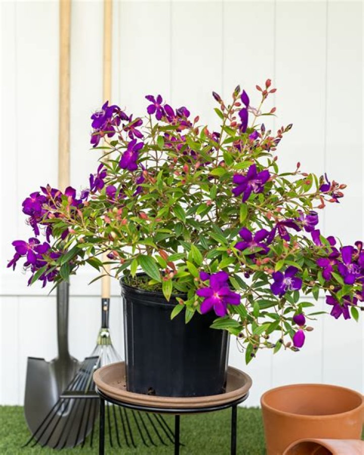 How big do tibouchina trees get