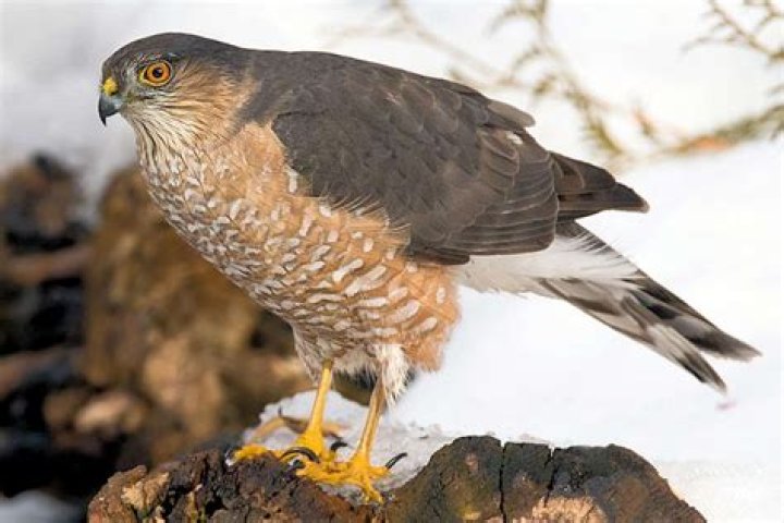 How big is a sharp shinned hawk