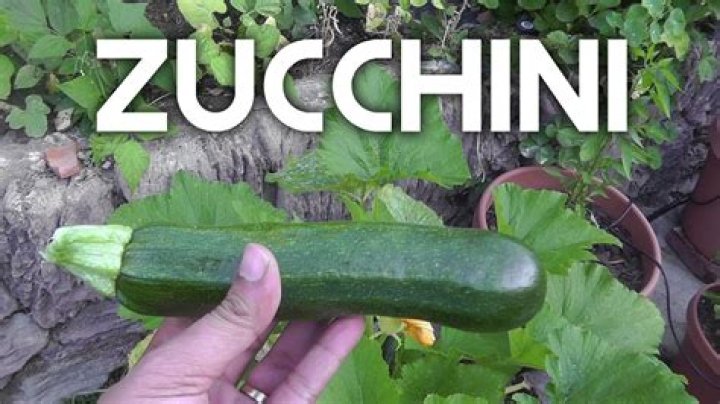 How big should Zucchini be before picking
