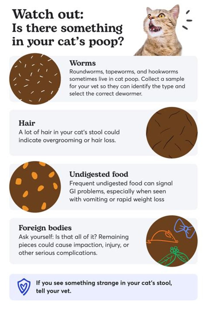 How can I firm up my kittens poop