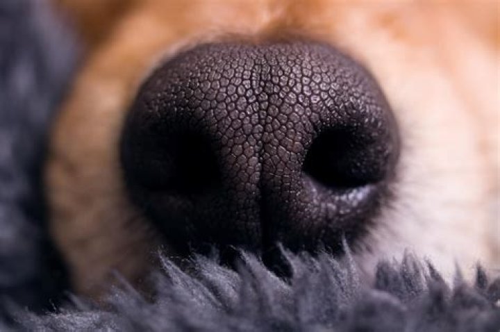 How can I get my dogs nose printed