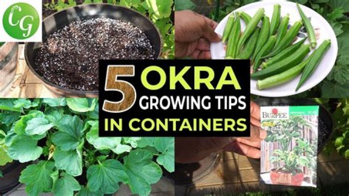 How can I make okra grow faster