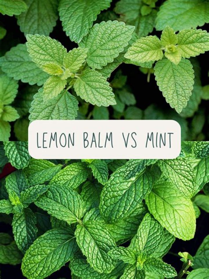 How can you tell the difference between lemon balm and mint