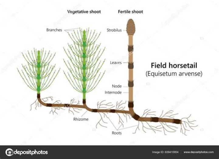 How deep are horsetail roots