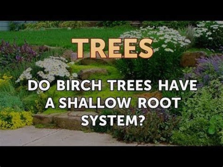 How deep do birch tree roots grow