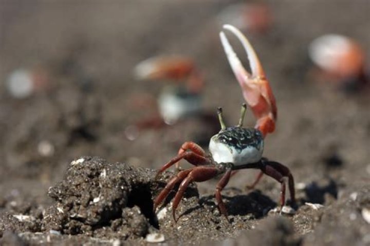 How do arrow crabs reproduce