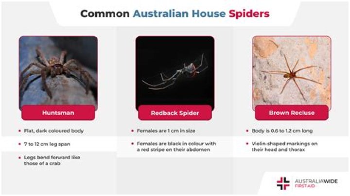 How do I attract spiders to my garden