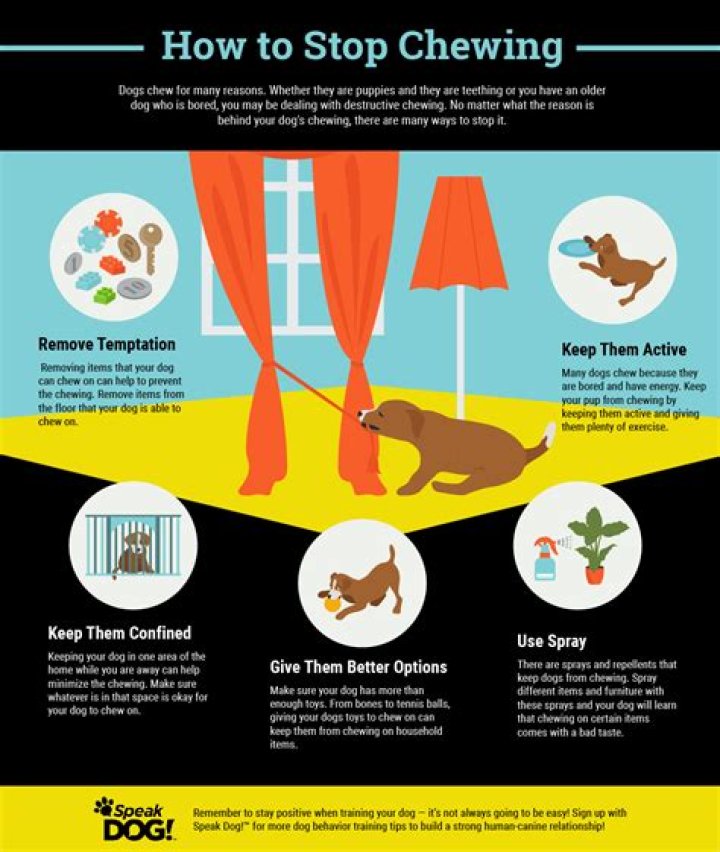 How do I get my dog to stop chewing on pipes