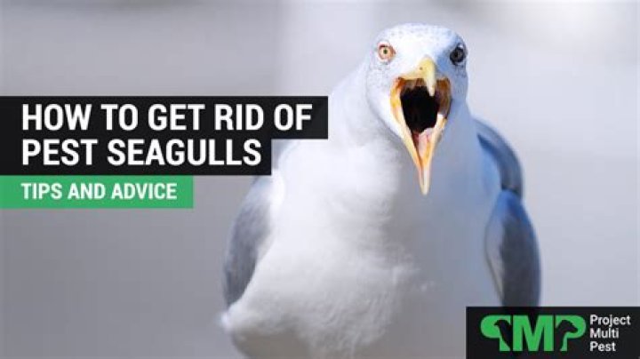 How do I get rid of seagulls on my roof
