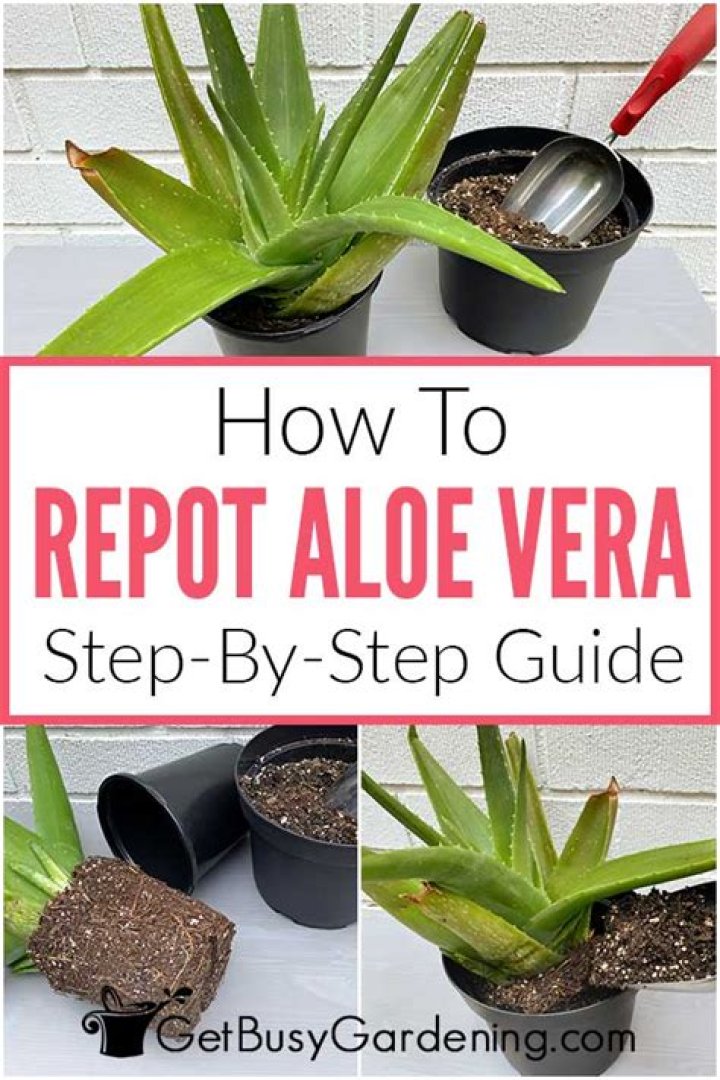 How do I know when to repot my aloe vera