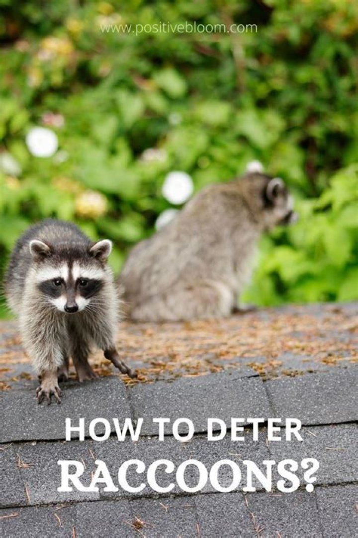 How do I stop raccoons from digging up my flowers