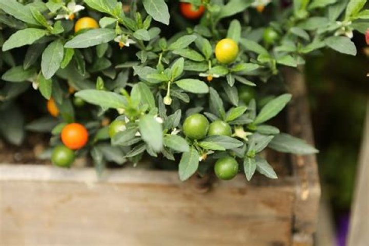 How do Jerusalem cherries grow