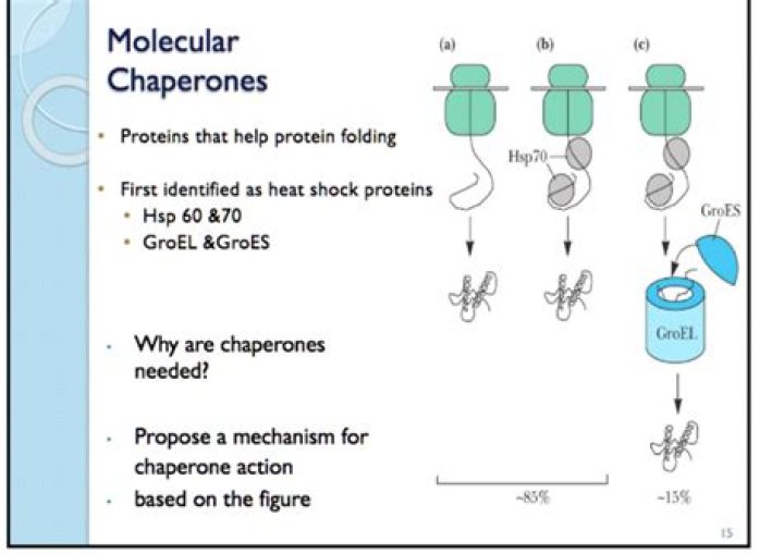 How do molecular chaperones work