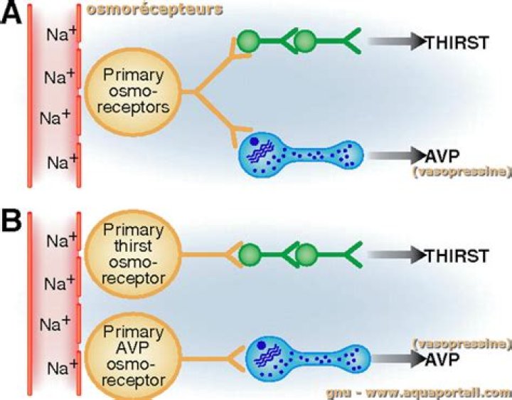 How do Osmoreceptors work