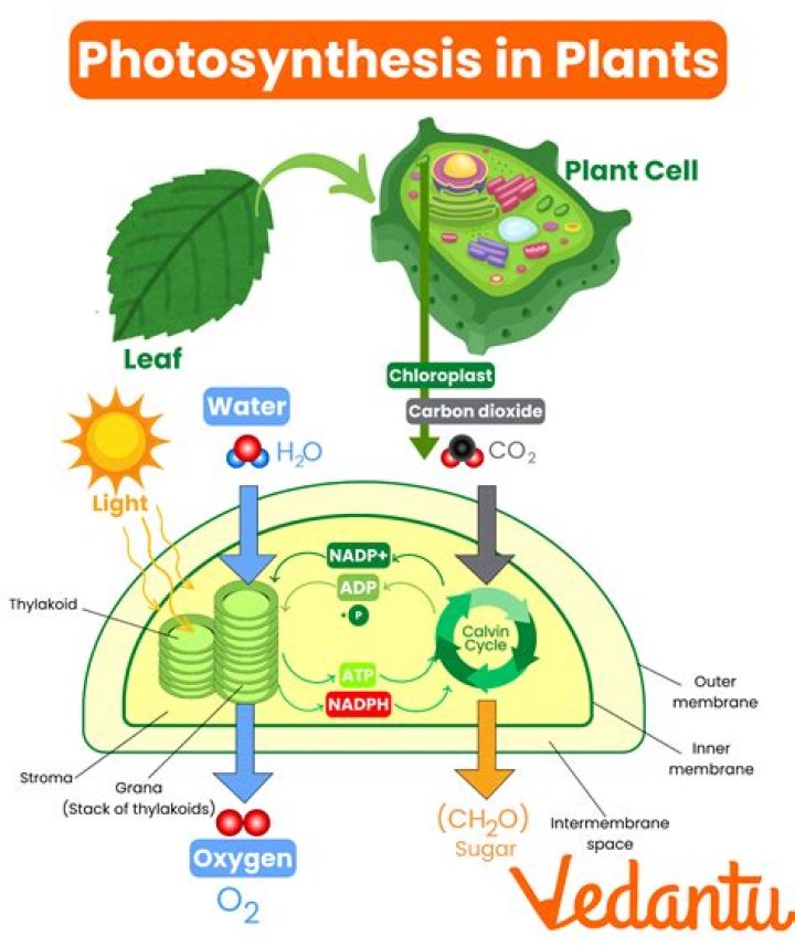 How do plants undergo photosynthesis