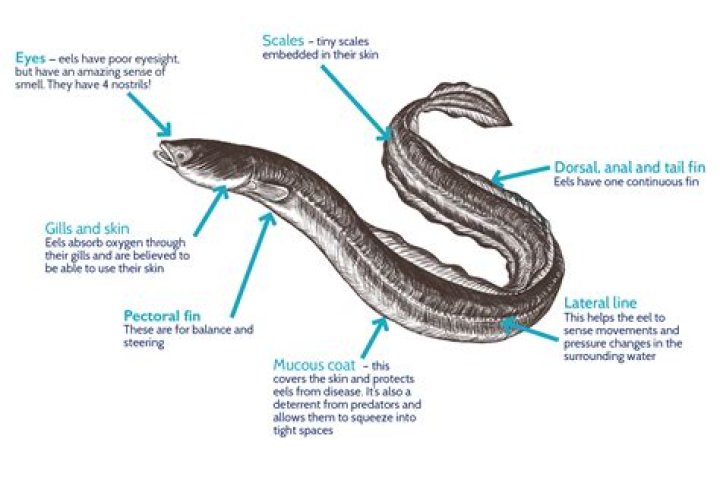 How do vinegar eels move