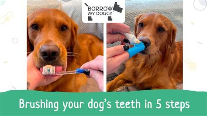 How do you brush a dogs teeth