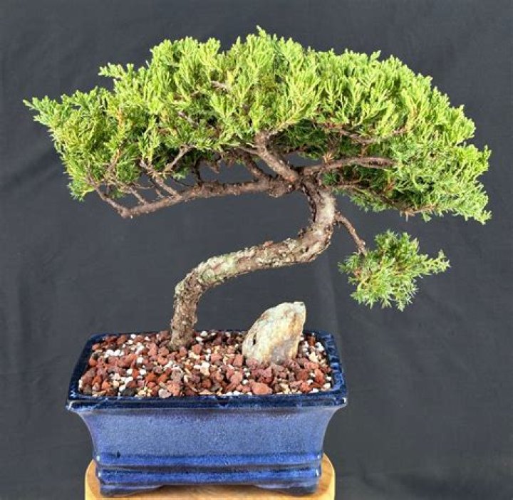 How do you care for a bald cypress bonsai tree