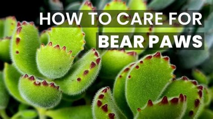 How do you care for a bear paw succulent