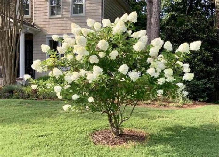 How do you care for a paniculata hydrangea