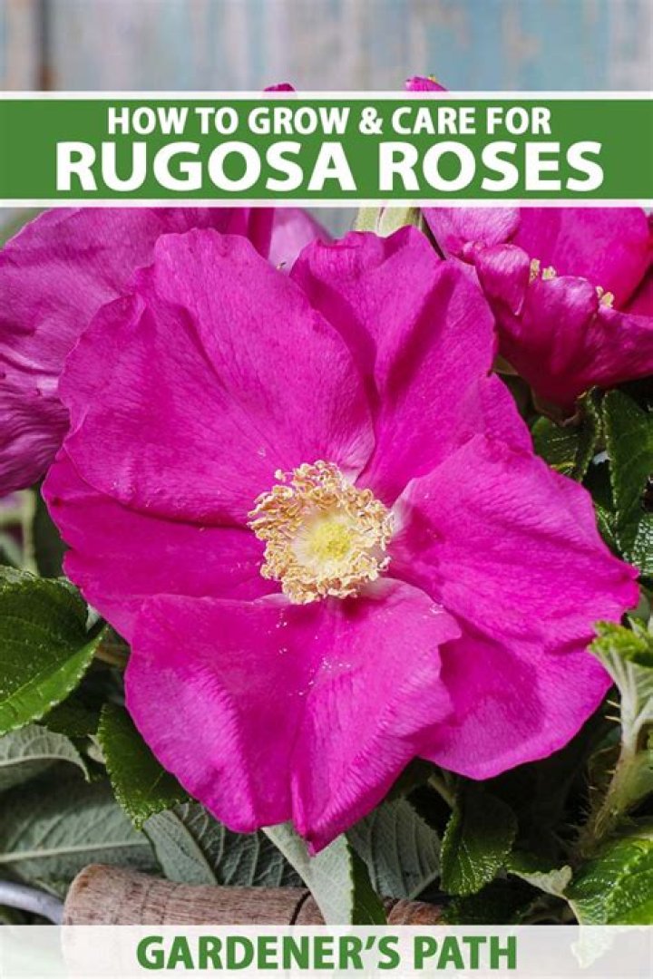 How do you care for a rugosa rose