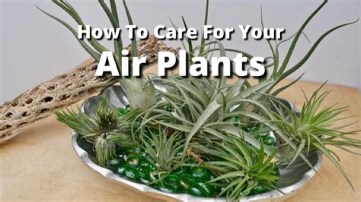 How do you care for air plants