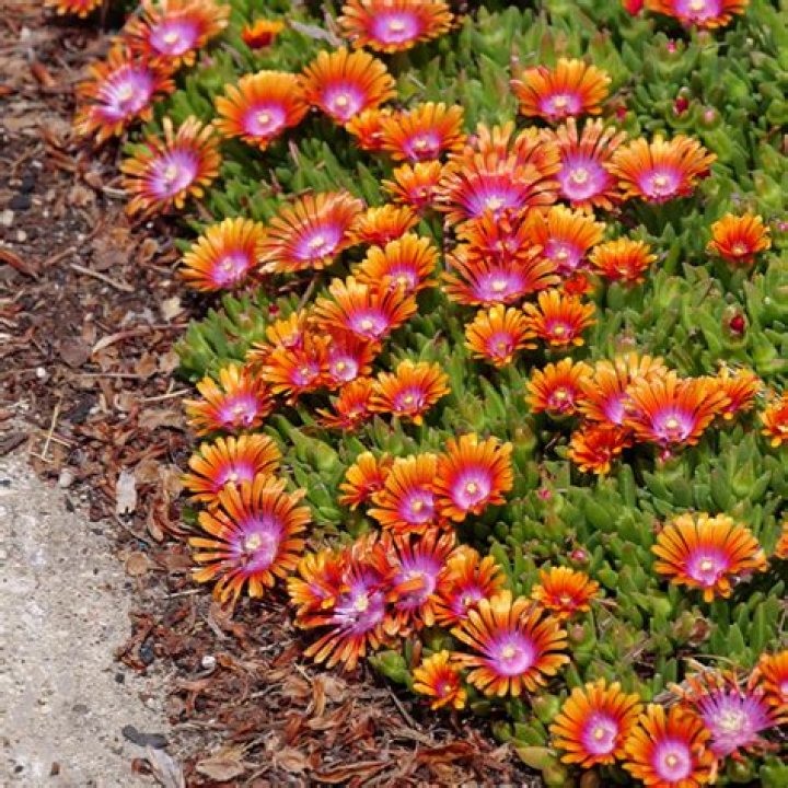 How do you care for delosperma