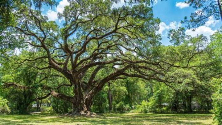 How do you care for oak trees in Texas