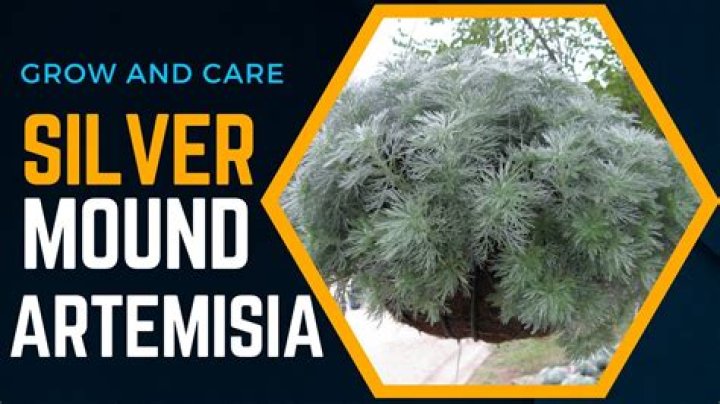 How do you care for silver mound artemisia